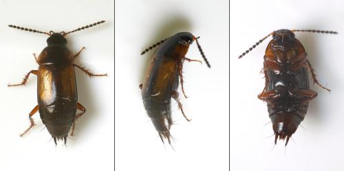 Tachinus subterraneus